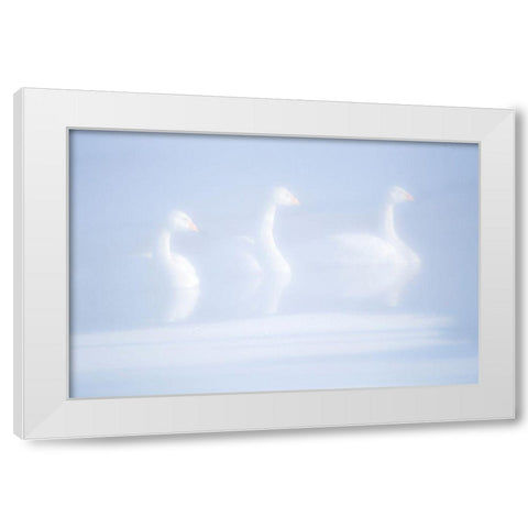 Japan-Hokkaido Three whooper swans float in the mist White Modern Wood Framed Art Print by Goff, Ellen