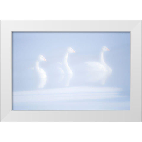 Japan-Hokkaido Three whooper swans float in the mist White Modern Wood Framed Art Print by Goff, Ellen