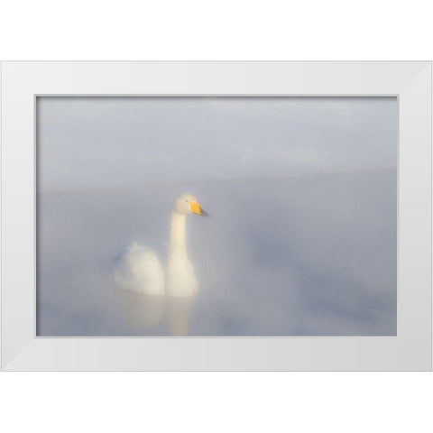 Japan-Hokkaido A whooper swan emerges from the heavy mist White Modern Wood Framed Art Print by Goff, Ellen