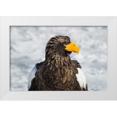 Japan-Hokkaido-Rausu-Stellers sea eagle Headshot of a Stellers sea eagle  White Modern Wood Framed Art Print by Goff, Ellen