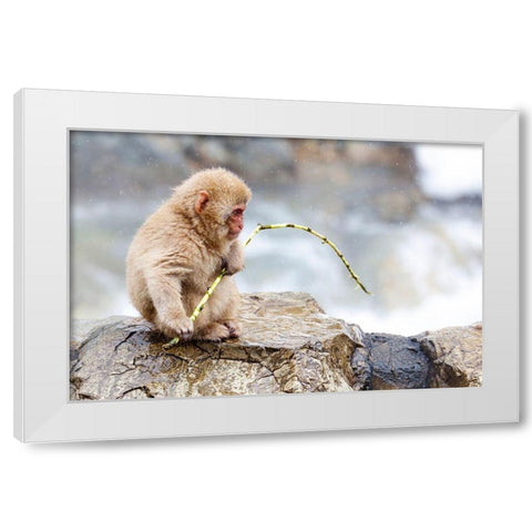Japan-Nagano A baby snow monkey  White Modern Wood Framed Art Print by Goff, Ellen