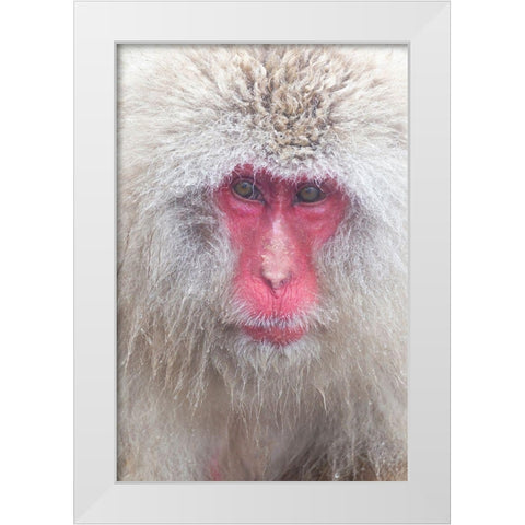 Japan-Nagano White Modern Wood Framed Art Print by Goff, Ellen