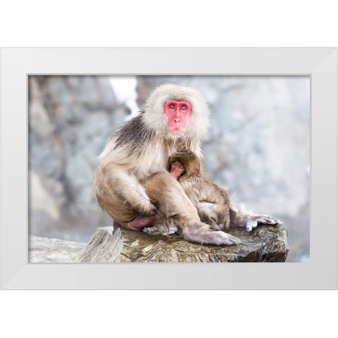 Japan-Nagano A female snow monkey White Modern Wood Framed Art Print by Goff, Ellen
