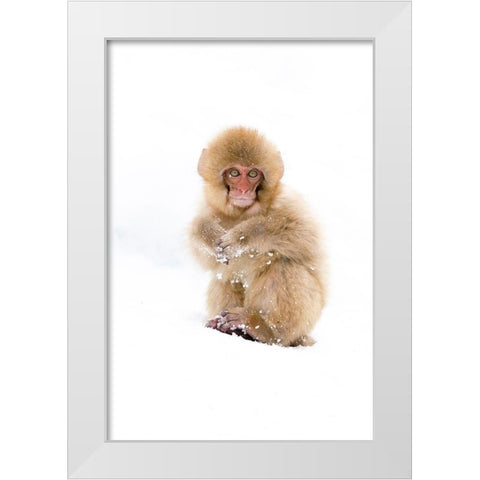 Japan-Nagano Portrait of a Japanese macaque White Modern Wood Framed Art Print by Goff, Ellen