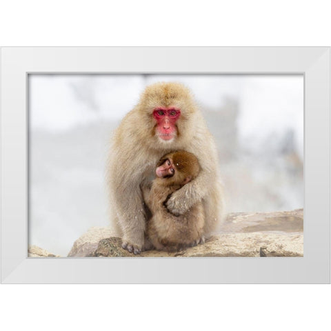 Japan-Nagano A female snow monkey White Modern Wood Framed Art Print by Goff, Ellen