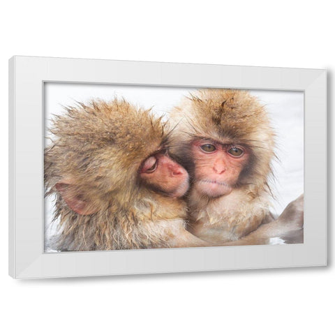 Japan-Nagano Two baby snow monkeys huddle White Modern Wood Framed Art Print by Goff, Ellen