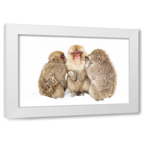 Japan-Nagano  White Modern Wood Framed Art Print by Goff, Ellen