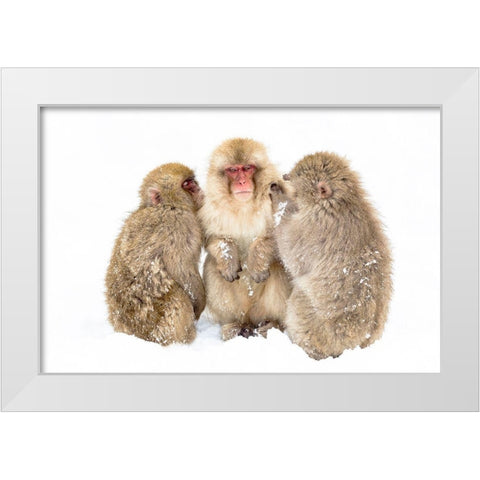 Japan-Nagano  White Modern Wood Framed Art Print by Goff, Ellen