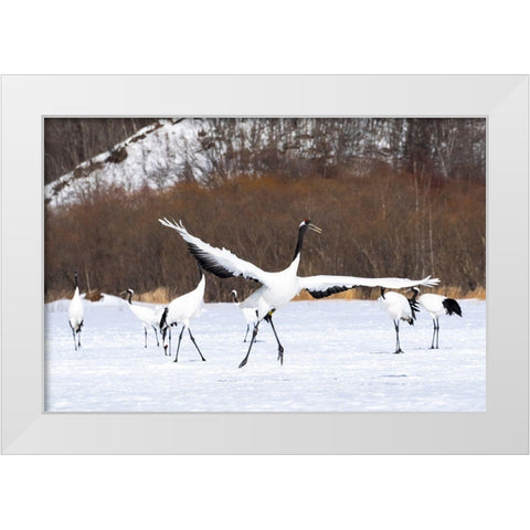 Japan-Hokkaido-Kushiro-Tsuri- A red-crowned crane dances while the rest of the group looks on White Modern Wood Framed Art Print by Goff, Ellen