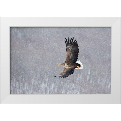 Japan-Hokkaido-Kushiro Portrait of a white-tailed eagle in flight during a snow squall White Modern Wood Framed Art Print by Goff, Ellen