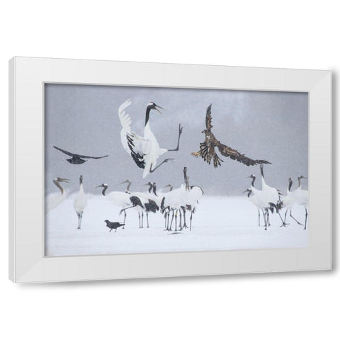 Japan-Hokkaido-Kushiro white-tailed eagle attempts to land among a group White Modern Wood Framed Art Print by Goff, Ellen