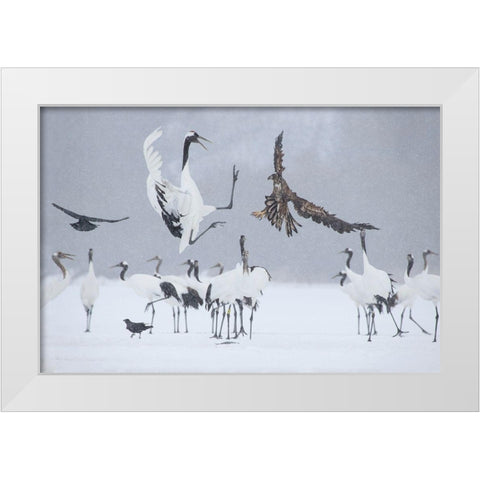 Japan-Hokkaido-Kushiro white-tailed eagle attempts to land among a group White Modern Wood Framed Art Print by Goff, Ellen
