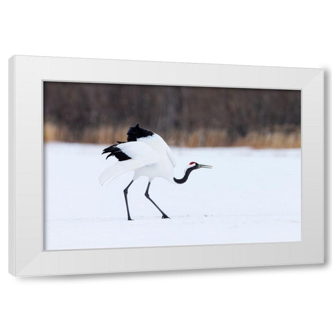 Japan-Hokkaido-Kushiro White Modern Wood Framed Art Print by Goff, Ellen
