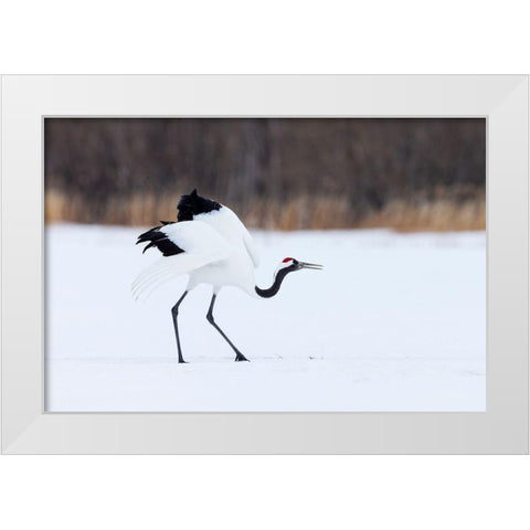 Japan-Hokkaido-Kushiro White Modern Wood Framed Art Print by Goff, Ellen