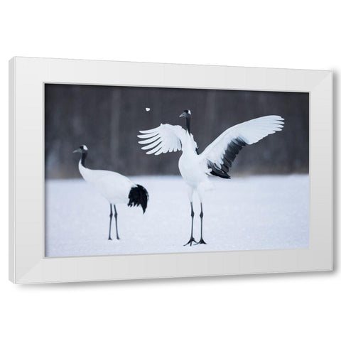 A red-crowned crane throws a chunk of snow in the air as part of its courtship dance White Modern Wood Framed Art Print by Goff, Ellen