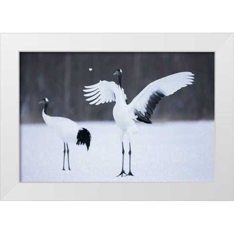 A red-crowned crane throws a chunk of snow in the air as part of its courtship dance White Modern Wood Framed Art Print by Goff, Ellen