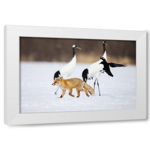 Japan-Hokkaido-Kushiro A carrion crow chases away a red fox White Modern Wood Framed Art Print by Goff, Ellen
