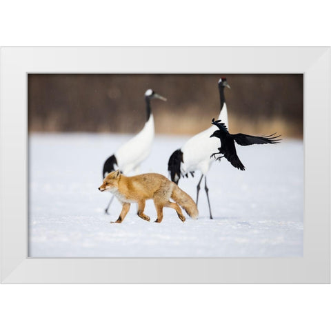 Japan-Hokkaido-Kushiro A carrion crow chases away a red fox White Modern Wood Framed Art Print by Goff, Ellen