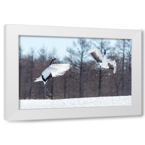 Japan-Hokkaido-Tsuri-Ito-Tancho Sanctuary Two red-crowned cranes jump high in the air White Modern Wood Framed Art Print by Goff, Ellen