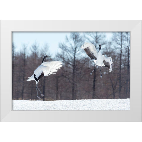 Japan-Hokkaido-Tsuri-Ito-Tancho Sanctuary Two red-crowned cranes jump high in the air White Modern Wood Framed Art Print by Goff, Ellen