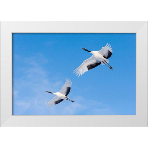 Japan-Hokkaido-Kushiro Two red-crowned cranes fly into the crane center White Modern Wood Framed Art Print by Goff, Ellen