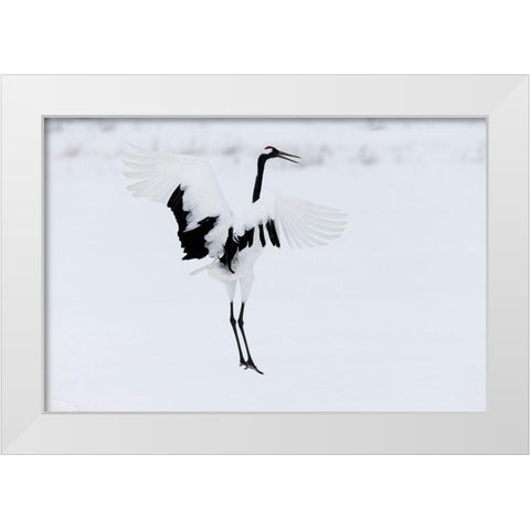 Japan-Hokkaido-Kushiro A red-crowned crane assumes elegant positions during its courtship dance White Modern Wood Framed Art Print by Goff, Ellen