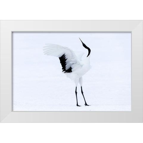 Japan-Hokkaido-Kushiro A red-crowned crane assumes elegant positions during its courtship dance White Modern Wood Framed Art Print by Goff, Ellen