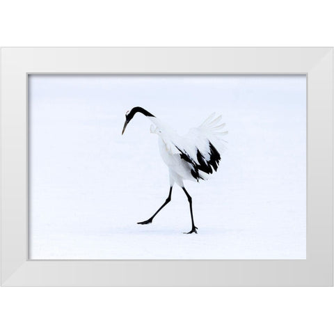 Japan-Hokkaido-Kushiro A red-crowned crane assumes elegant positions during its courtship dance White Modern Wood Framed Art Print by Goff, Ellen