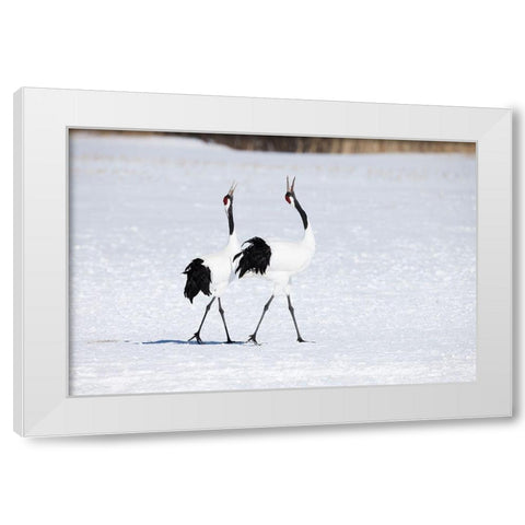 Japan-Hokkaido-Kushiro Two adult red-crowned cranes walk together while vocalizing White Modern Wood Framed Art Print by Goff, Ellen