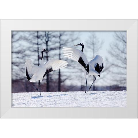 Japan-Hokkaido-Kushiro Two red-crowned cranes practice their courtship dance White Modern Wood Framed Art Print by Goff, Ellen