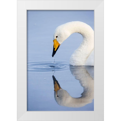 Japan-Hokkaido A whooper swan drips water from its bill after drinking White Modern Wood Framed Art Print by Goff, Ellen