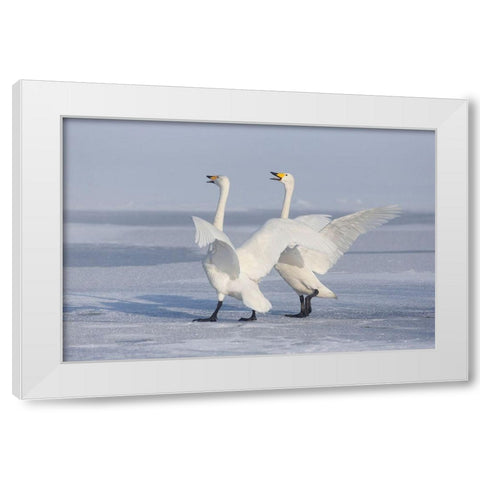 Japan-Hokkaido A pair of whooper swans celebrate loudly with each other after landing on the ice White Modern Wood Framed Art Print by Goff, Ellen