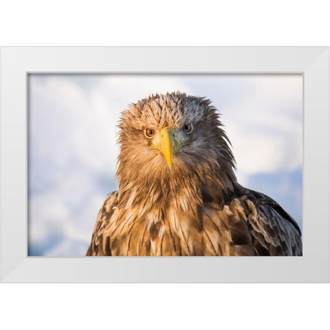 Japan-Hokkaido-Rausu-white-tailed eagle-Haliaeetus albicilla Headshot of a white-tailed eagle White Modern Wood Framed Art Print by Goff, Ellen
