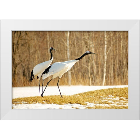 Japan-Hokkaido-Kushiro An adult red-crowned crane prepares to take flight White Modern Wood Framed Art Print by Goff, Ellen