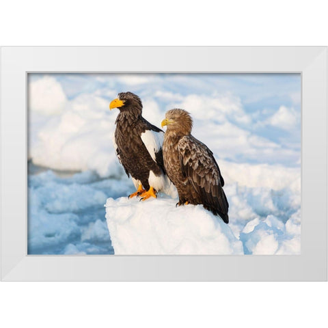 Japan-Hokkaido-Rausu Portrait of a Stellers sea eagle nest to a white-tailed eagle White Modern Wood Framed Art Print by Goff, Ellen