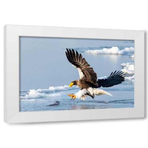 Japan-Hokkaido-Rausu A Stellers sea eagle swoops down with talons outstretched White Modern Wood Framed Art Print by Goff, Ellen