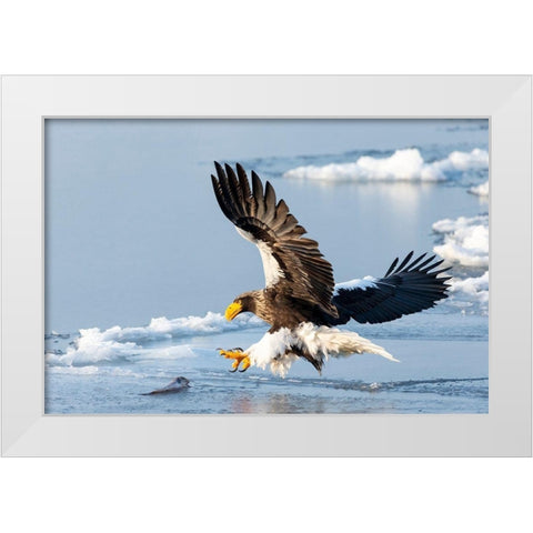 Japan-Hokkaido-Rausu A Stellers sea eagle swoops down with talons outstretched White Modern Wood Framed Art Print by Goff, Ellen