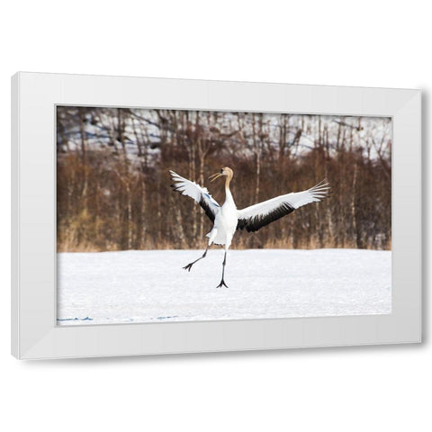 Japan-Hokkaido-Kushiro An immature red-crowned crane spreads its wings in its dance practice White Modern Wood Framed Art Print by Goff, Ellen