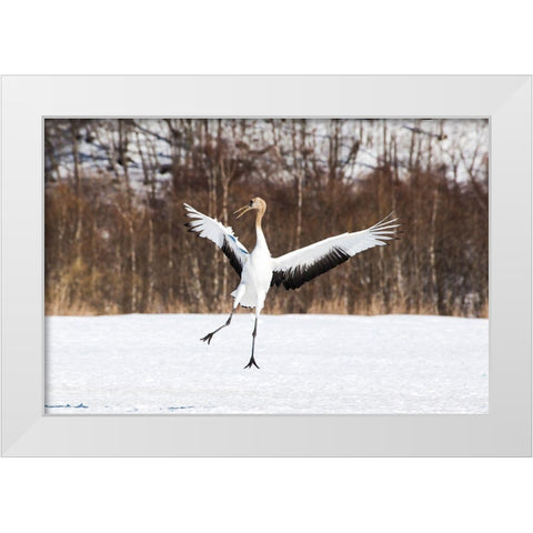Japan-Hokkaido-Kushiro An immature red-crowned crane spreads its wings in its dance practice White Modern Wood Framed Art Print by Goff, Ellen