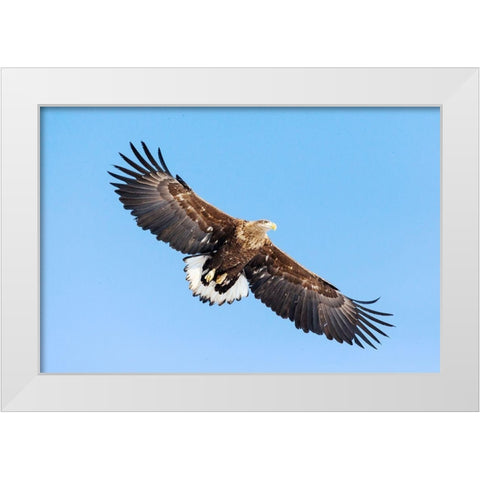 Japan-Hokkaido-Kushiro Portrait of a white-tailed eagle in flight White Modern Wood Framed Art Print by Goff, Ellen