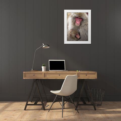 Japan-Nagano Portrait of a Japanese macaque cuddling her baby White Modern Wood Framed Art Print by Goff, Ellen