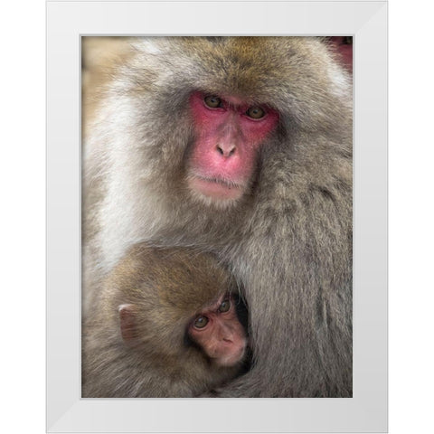 Japan-Nagano Portrait of a Japanese macaque cuddling her baby White Modern Wood Framed Art Print by Goff, Ellen