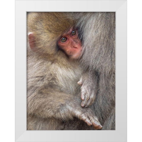 Japan-Nagano A baby Japanese macaque looks out from cuddling in its mothers fur to keep warm White Modern Wood Framed Art Print by Goff, Ellen