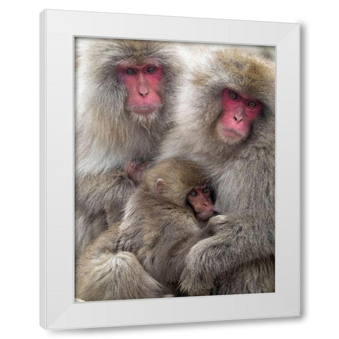 Japan-Nagano Portrait of a Japanese macaque cuddling her baby while a relative sits beside them White Modern Wood Framed Art Print by Goff, Ellen
