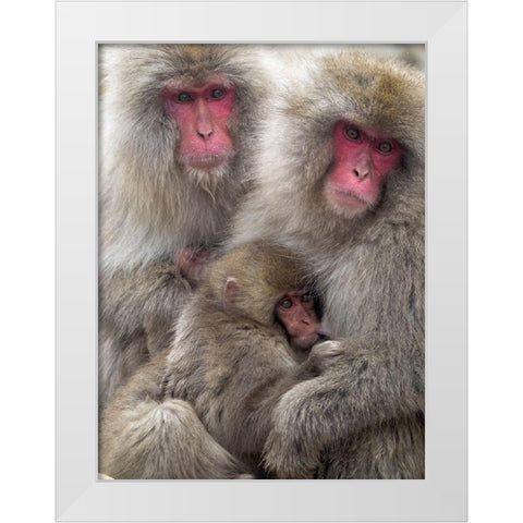 Japan-Nagano Portrait of a Japanese macaque cuddling her baby while a relative sits beside them White Modern Wood Framed Art Print by Goff, Ellen