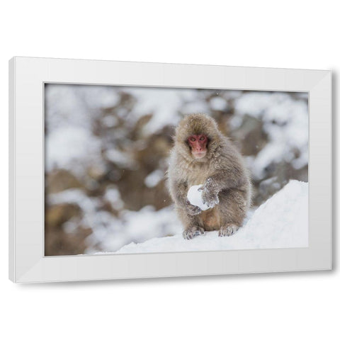 Japan-Nagano A young Japanese macaque plays with a snowball White Modern Wood Framed Art Print by Goff, Ellen