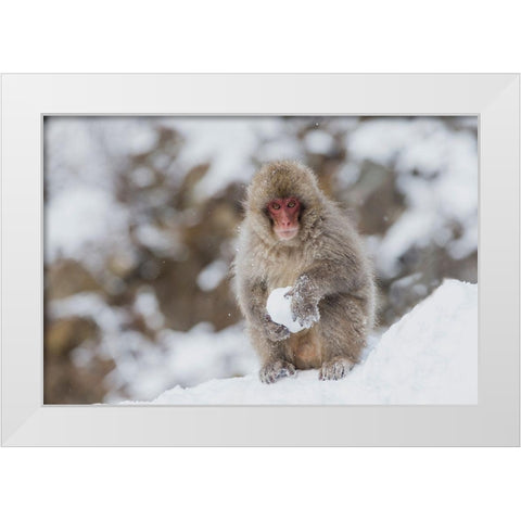 Japan-Nagano A young Japanese macaque plays with a snowball White Modern Wood Framed Art Print by Goff, Ellen