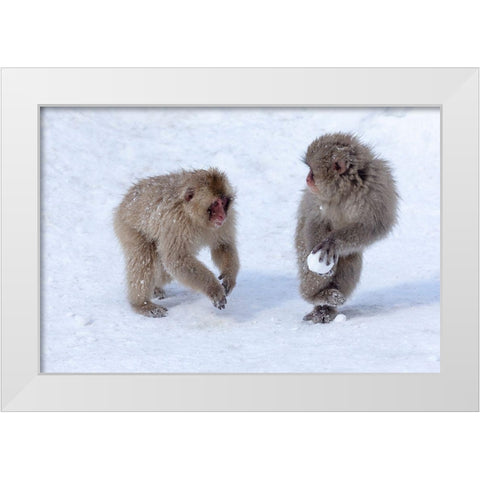 Japan-Nagano Young Japanese macaques play with a snowball White Modern Wood Framed Art Print by Goff, Ellen