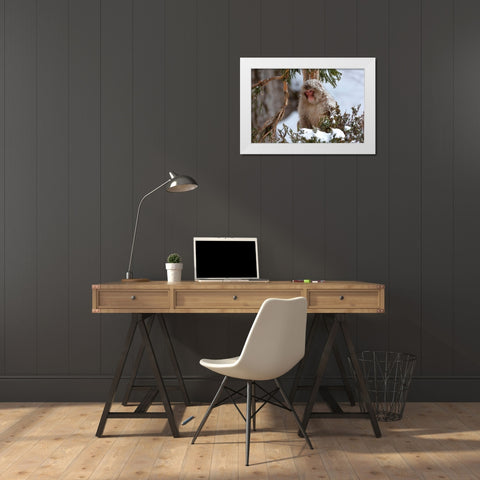 Japan-Nagano An adult Japanese snow monkey sits in a cedar tree White Modern Wood Framed Art Print by Goff, Ellen
