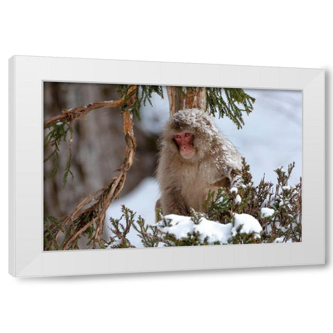 Japan-Nagano An adult Japanese snow monkey sits in a cedar tree White Modern Wood Framed Art Print by Goff, Ellen